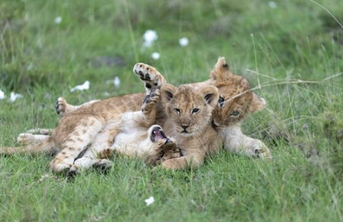 Comment un Safari a Changé Ma Vie : Mon Histoire, Votre Aventure