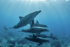 Dauphins siffleur 