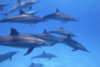 Dauphins long bec