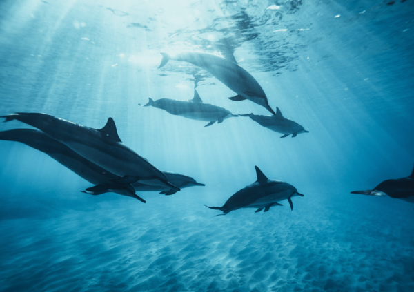 Safari Bleu à l’île Maurice : immersion dans une matinée magique avec les dauphins