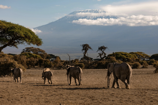 Safari au Kenya : Vivez l’aventure d’une vie